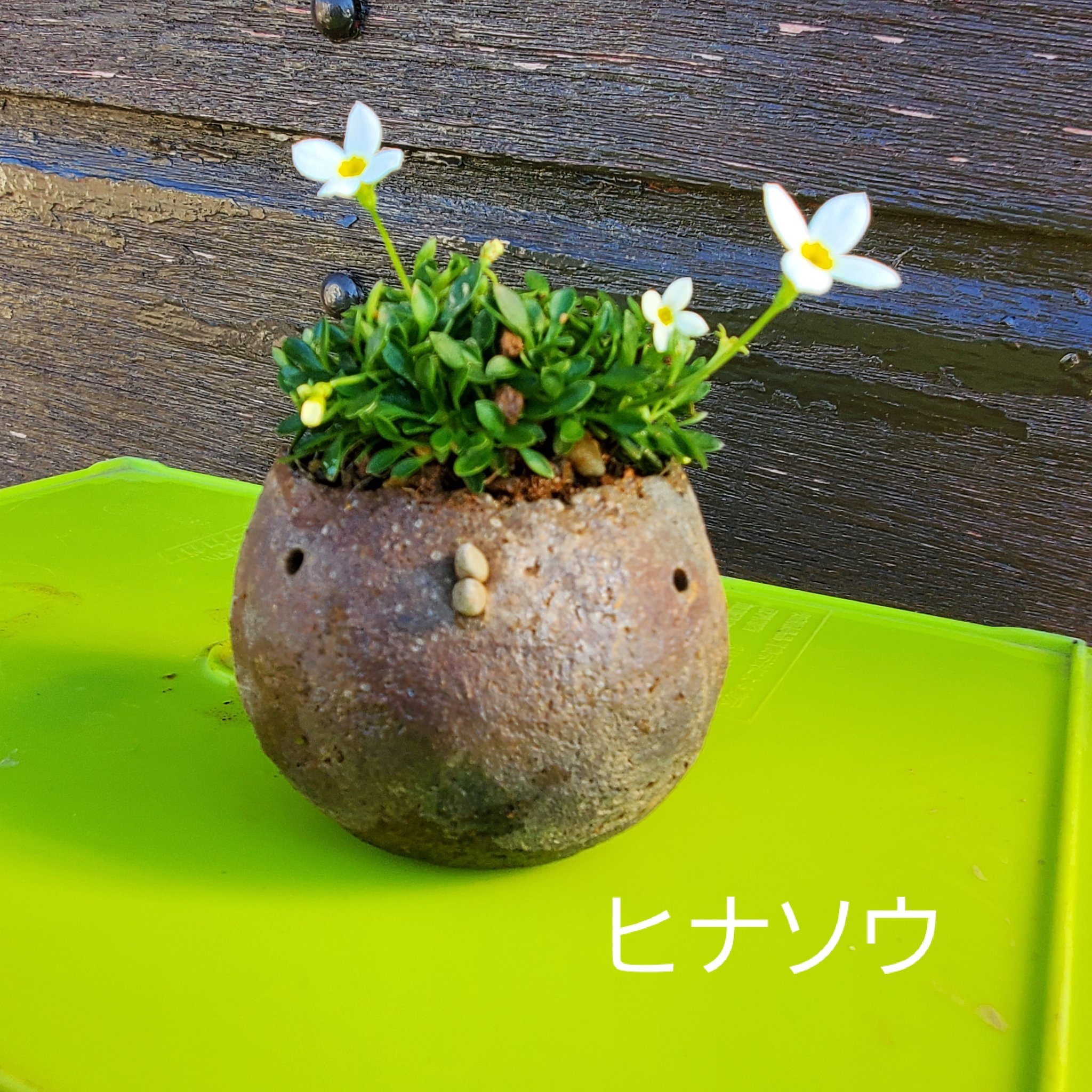 みどり屋 和草 にこぐさ 頭の中がお花畑 ヒナソウ トキワナズナ です 冬から春にかけて次々と花が楽しめます 高温多湿に注意です 頭の中がお花畑 ときわなずな トキナワズナ ヒナソウ 雛草 みどり屋和草 にこぐさ 和草 T Co Czne50pxqb