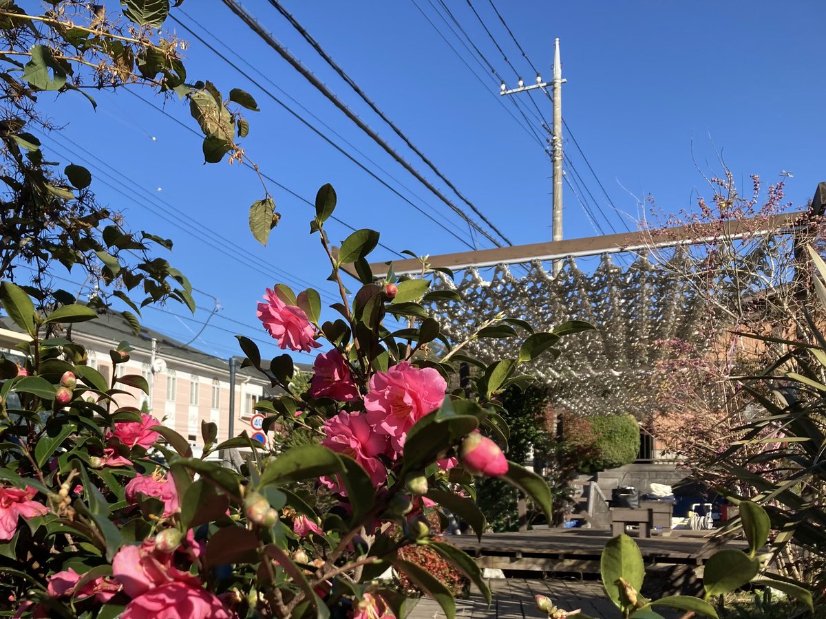 kanadokoro's tweet photo. 【今日のカナドコロ】
こんにちは、秋晴れの続くいい天気ですね☀️
カナドコロでは、ツバキが先週から咲き始めました❁冬に近づくのを感じますね⛄️❄️✨

12月にはカナドコロマーケットを開催します！出店店舗紹介もありますので、お楽しみに☺️

#カナドコロ #新百合ヶ丘 #金程 #広場 #endolab https://t.co/S0PGO01Wuw