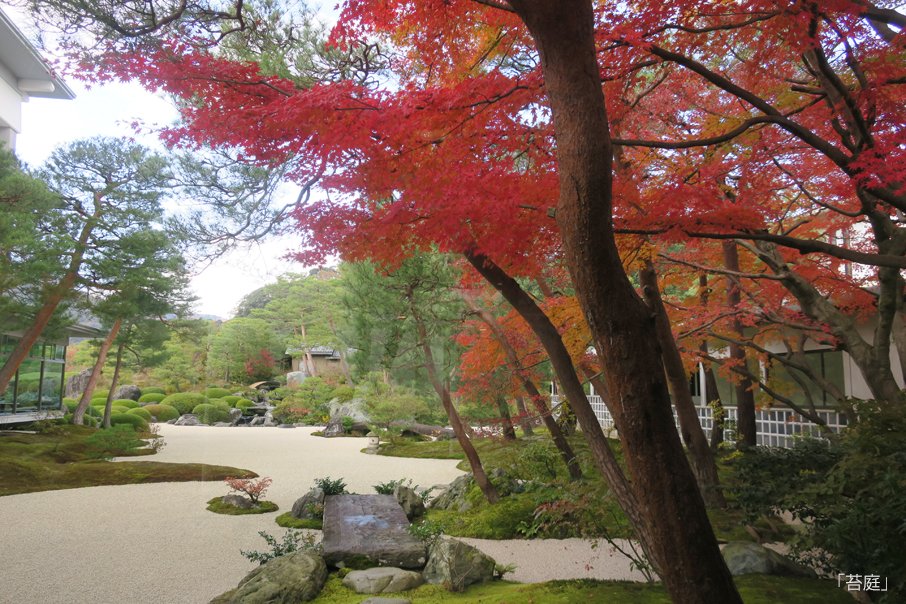 足立美術館 紅葉だより21 Vol 9 庭園内のモミジの紅葉がピークを迎えています 苔庭 や 坪庭 ではまだ青葉が見られますので 12月初旬までは紅葉をお楽しみいただける予想です 庭園内には 連日の雨で葉が落ち始めたモミジもございます ぜひ