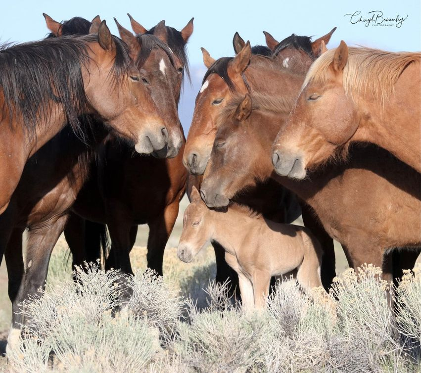 Terri_Farley's tweet photo. No fussin', no fightin', no kickin', no bitin' :  here's hoping your #Thanksgiving is as peaceful as a gathering of #wildhorses . Stay safe, Terri https://t.co/0QG99hKiZj