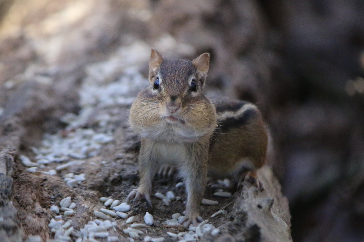 SusanCWillett's tweet photo. #Todayinthewoods it was quite cold but Spot came by to stock up on seeds. Those cheeks!!! #chipmunk #chipmunklife https://t.co/vgjwSPkhRM