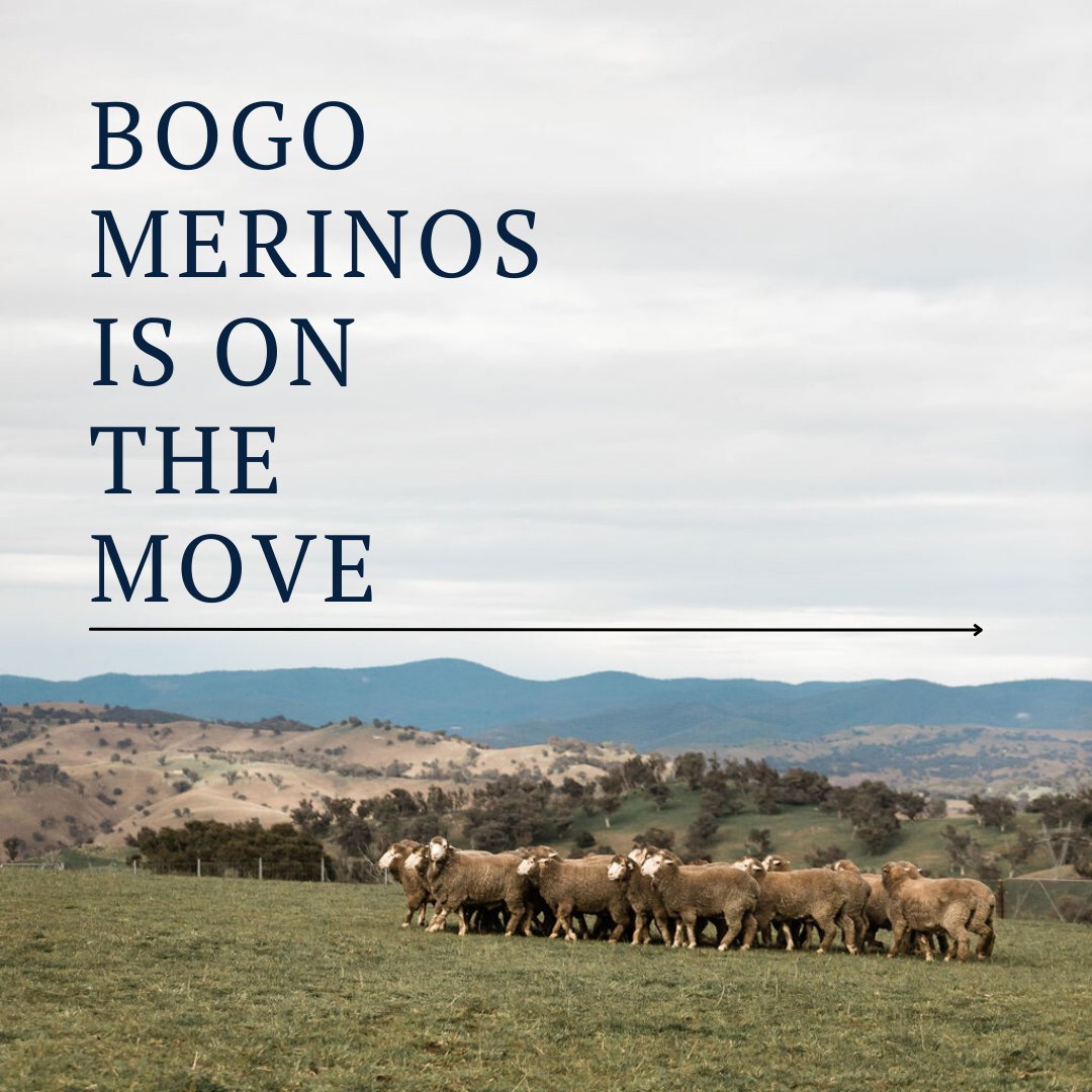 The team at Bogo Merinos is excited to announce our plans to relocate the merino stud operation to a newly acquired property at Cootamundra. 🐏🐏

To read more about our exciting relocation and how our team will operate, visit: bogomerinos.com.au/bogo-relocation

#packyourbags #wearemoving