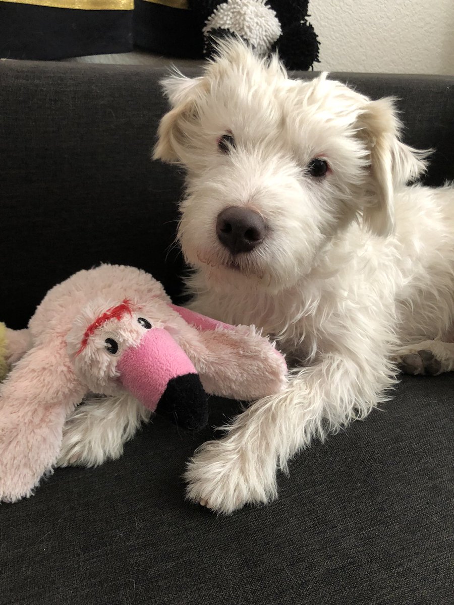 y - Deke tweet media