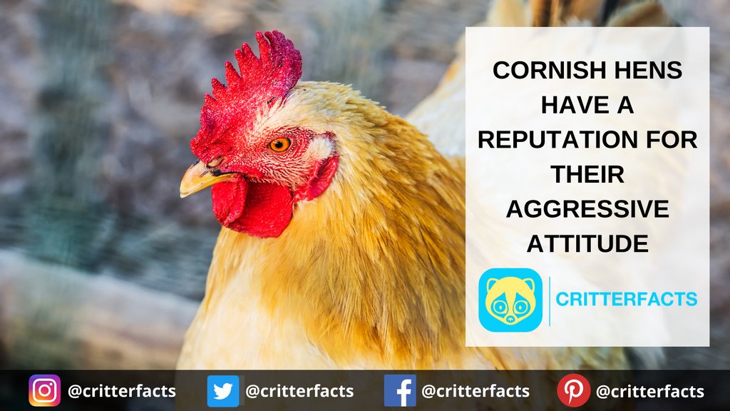 critterfacts's tweet photo. They like to be at the top of the pecking order!
.
.
.
#critterfacts #critter #facts #chicken #chickens #cornish #cornishgamehen #cornishhen #hen #attitude #agressive #farm #farmanimal #animalfacts #suprisingfacts #didyouknow https://t.co/8ySGlXOoHx