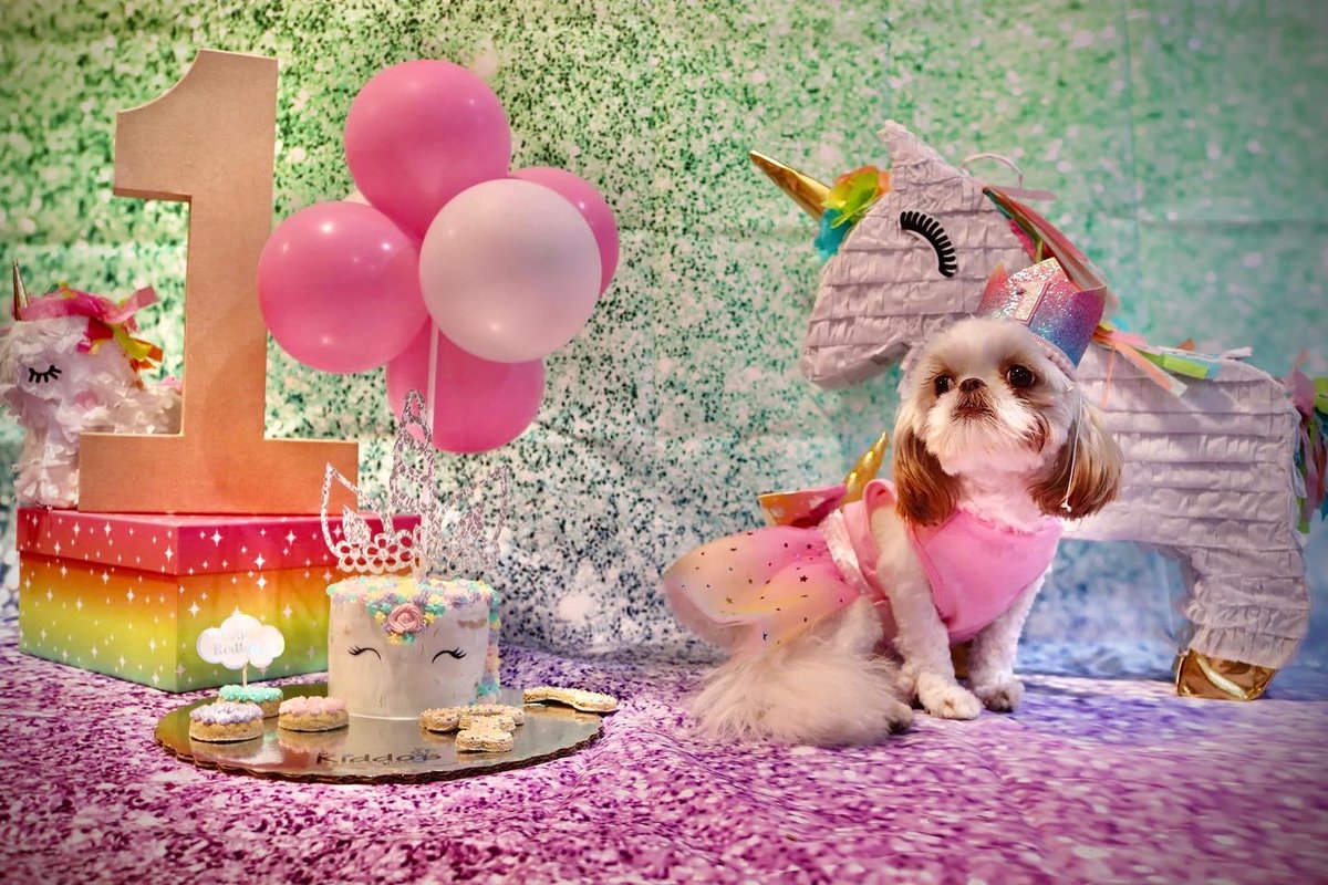 serenamonique_'s tweet photo. Happy Birthday Sweet Pea 🐶💖 https://t.co/TcnFkFJcmF