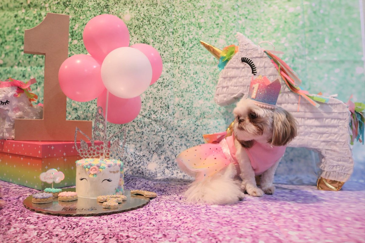 serenamonique_'s tweet photo. Happy Birthday Sweet Pea 🐶💖 https://t.co/TcnFkFJcmF