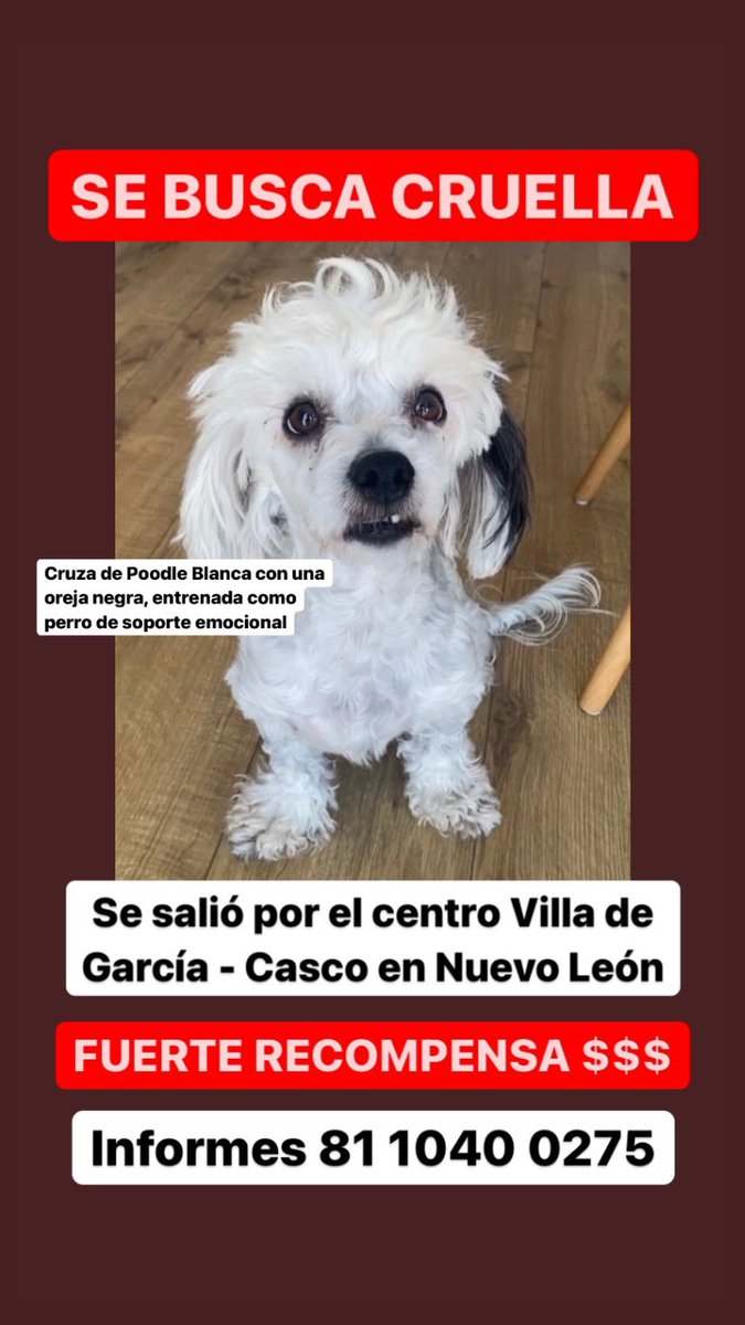 vamosaCASA's tweet photo. ¡SE BUSCA A CRUELLA! 

Se extravió por el centro Villa de García- Casco en Nuevo León.

Cualquier información favor de comunicarte al Tel 8110400275 

Su familia la extraña mucho. https://t.co/A2JniQFHMH