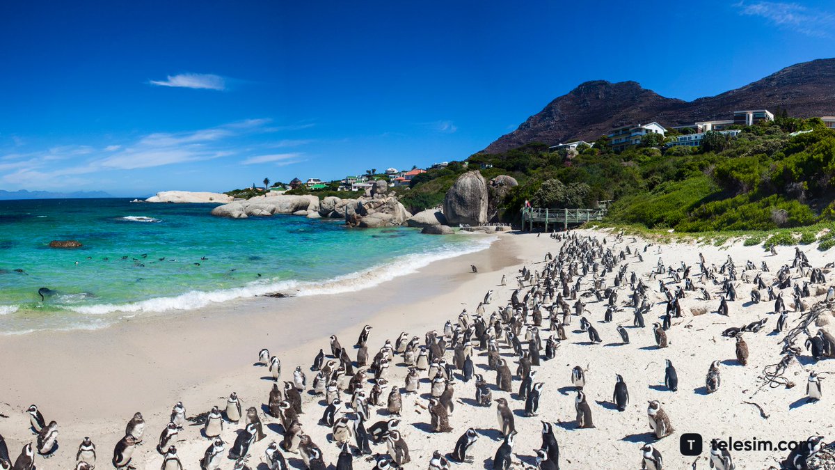telesimofficial's tweet photo. Have you ever seen #penguins in the wild? ๐
๐Cape Town #SouthAfrica
#Traveltips: Whenever you travel the world, use the Telesim app to have data anywhere you go. #ComingSoon
#vacationmood #traveltheworld #dreamvacation #digitalnimadlifestyle #digitalnomaddestination #travel https://t.co/qzWVs5QkZw