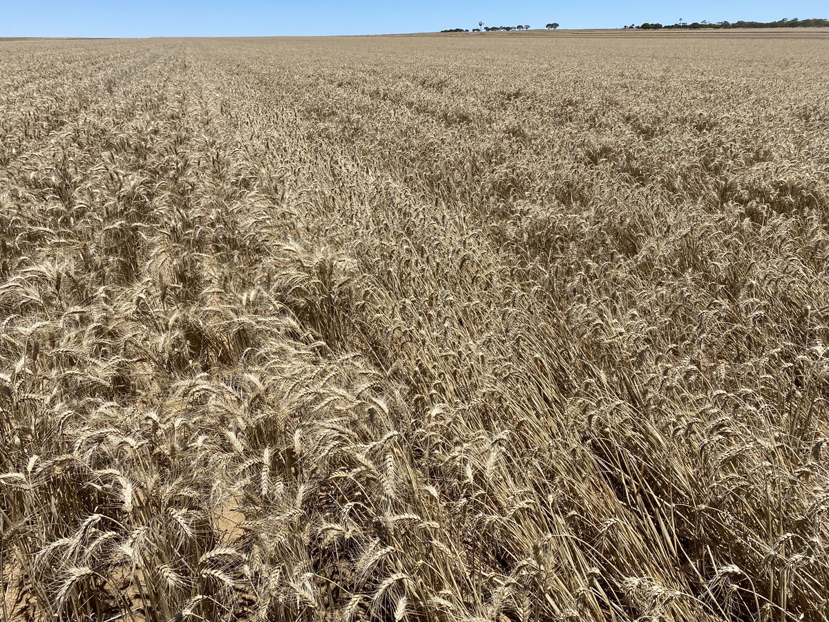 mikedodd67's tweet photo. Chief on the left, Hammer on the right! Anyone had lodging issues and how’s the yield and quality results? #Hammer https://t.co/pDqayT7iWf