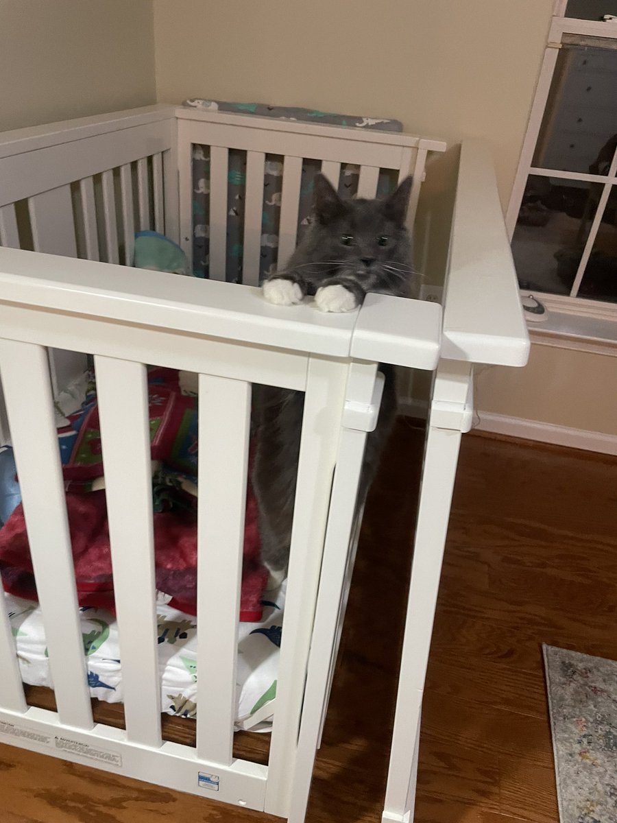 mol 🧸 tweet media