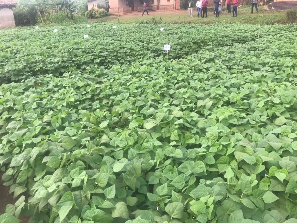 RwandaAgriBoard's tweet photo. Abahinzi bo Mu karere ka @GisagaraDistr  bavuga ko binyuze mu mushinga #RWASIS bamenye ko ubutaka bwabo bufite ubusharire, bagasanga Ishwagara yaba igisubizo mu kuzamura umusaruro, Dr Jules Rutebuka avugako #Ishwagara ikenewe akibutsa ko Idasimbura ifumbire ahubwo byuzuzanya. https://t.co/mCfNcEUN6O
