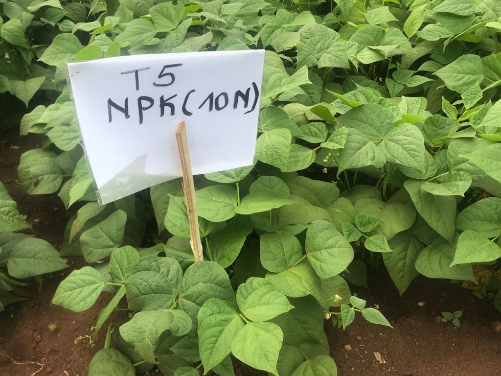 RwandaAgriBoard's tweet photo. Abahinzi bo Mu karere ka @GisagaraDistr  bavuga ko binyuze mu mushinga #RWASIS bamenye ko ubutaka bwabo bufite ubusharire, bagasanga Ishwagara yaba igisubizo mu kuzamura umusaruro, Dr Jules Rutebuka avugako #Ishwagara ikenewe akibutsa ko Idasimbura ifumbire ahubwo byuzuzanya. https://t.co/mCfNcEUN6O