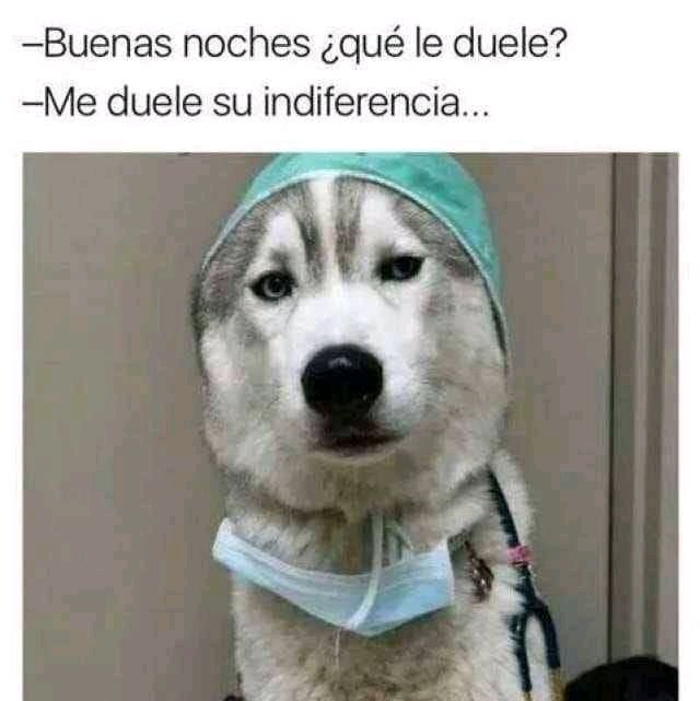 DogtorPerrito's tweet photo. 🥺 https://t.co/4gWwZjkXw8