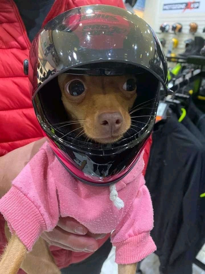 DogtorPerrito's tweet photo. Uno como quiera, pero las bendis✨🙌🏻 https://t.co/wwQmQfqPzl