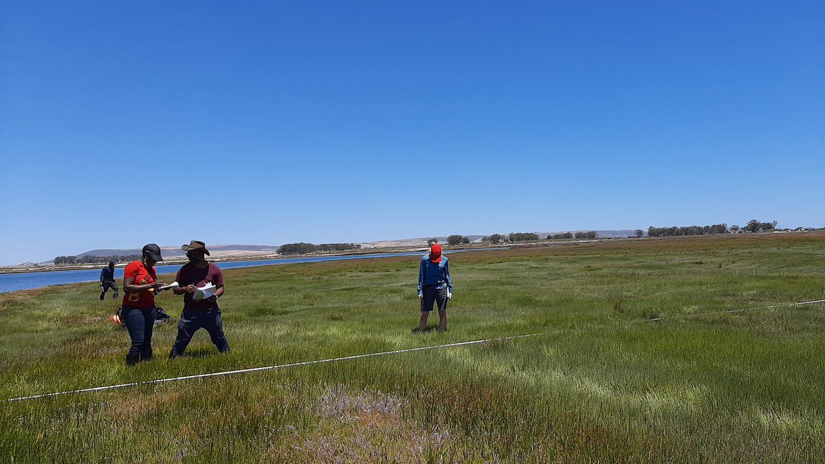 Working our skills, conducting a vegetation survey, quadrant by quadrant, along the transect #geoschool2021 #train_me #teamsa #youngscientists #bergriverestuary #environmentaleducation #diatoms #forams #palaeosealevel #saltmarshes #benthic #gravicore  #pitmancore #palaeosealevel
