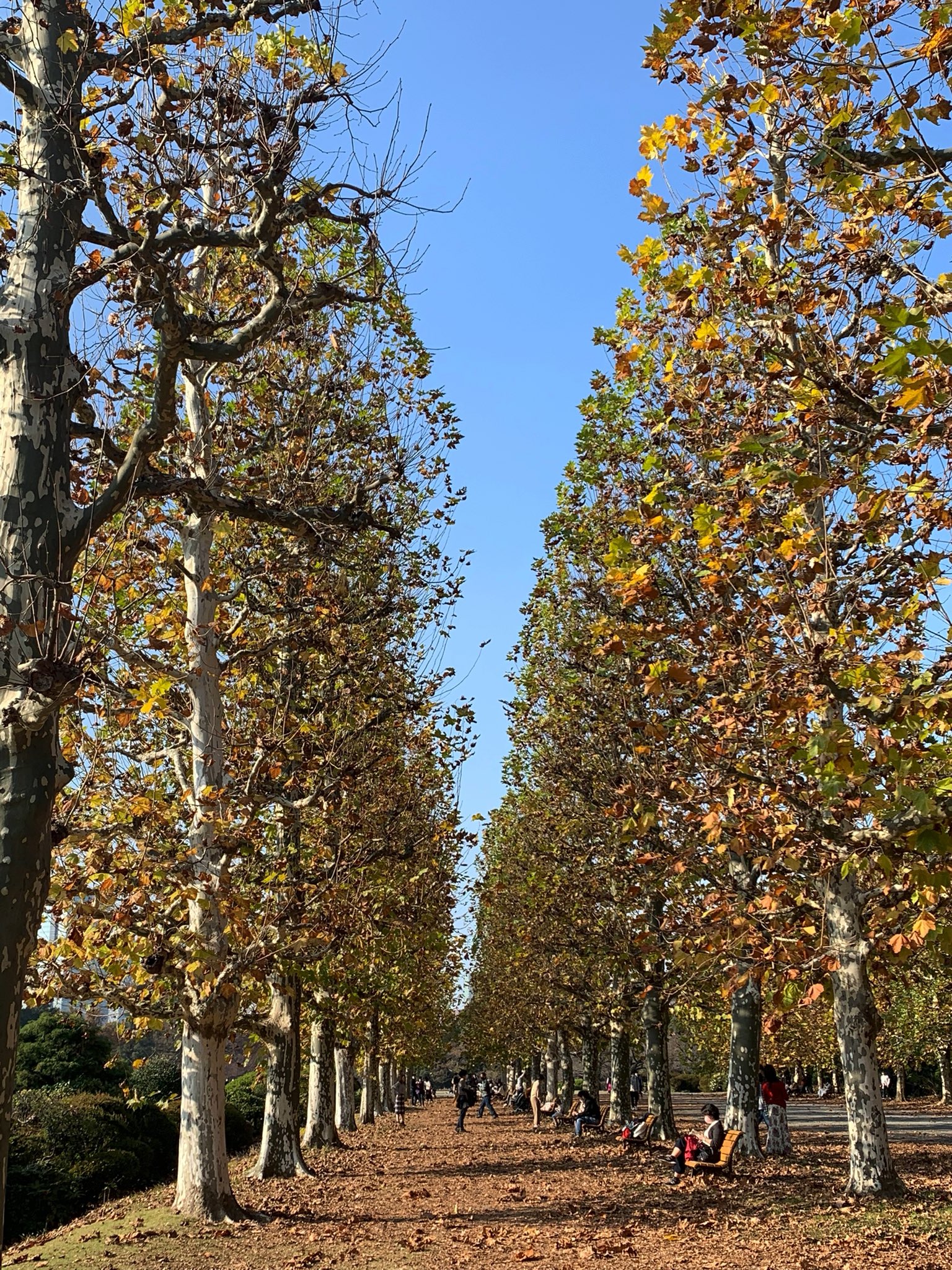 敬子 Moonshine K Twitter