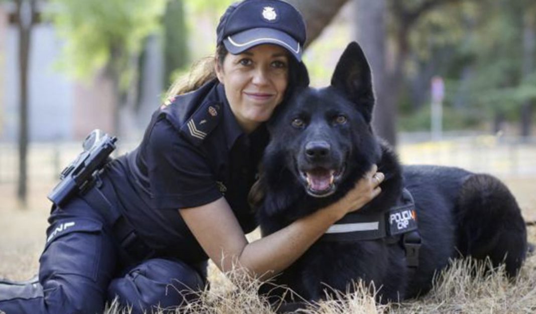 En el episodio 49 hablamos con Rosa Chamorro sobre el caso de #Vespa, perra de protección civil gravemente maltratada por sus titulares, y conocemos la importantísima labor de <a href="/heroesde4patas/">Héroes de 4 Patas</a> que busca hogar para los perros de servicio jubilados <a href="/INTERcids/">INTERcids</a> intercids.org/episodio-49-ca…