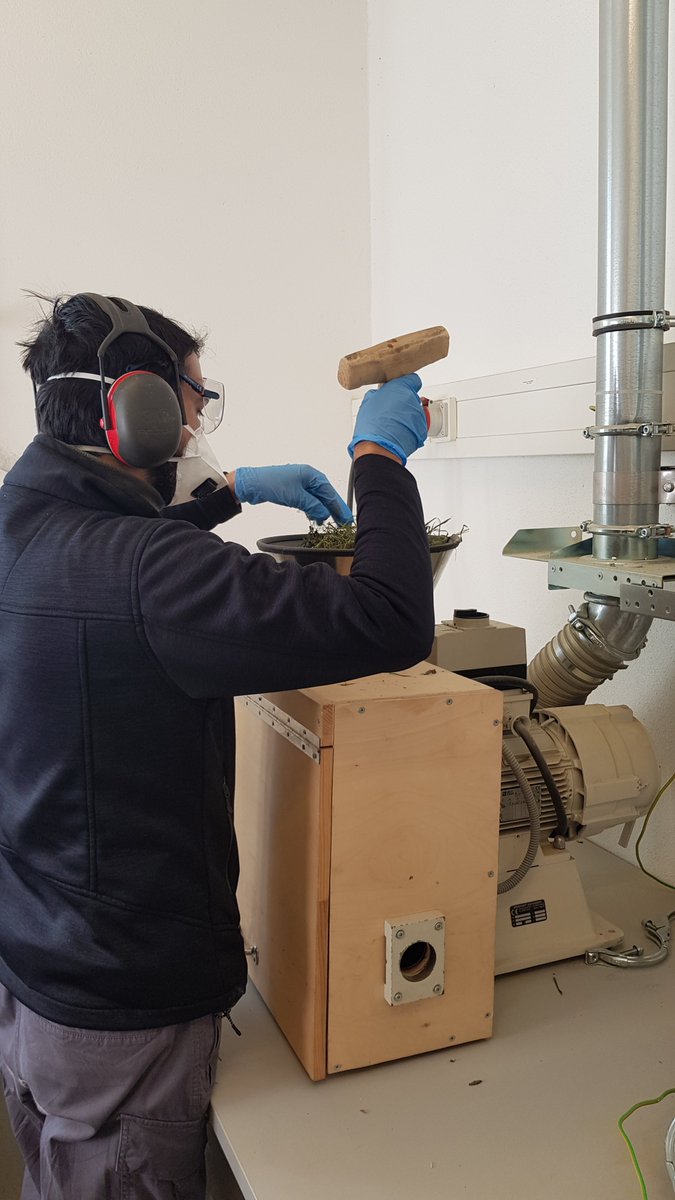 TerrEcolGroup's tweet photo. After harvesting plant community biomass of #LegacyNet, samples were sorted by species, dried and weighed. Samples will now be grinded so they can
be used for a quality analysis. Thanks to Laura, @sebastiantmeyer , Sarah and various helpers in the team for a successful year! https://t.co/AOqJWMOl2C