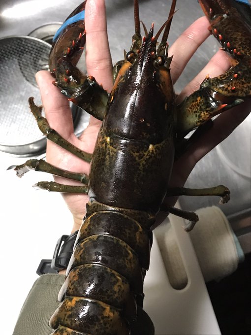 ロブスターのtwitterイラスト検索結果