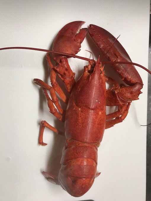 ロブスターのtwitterイラスト検索結果