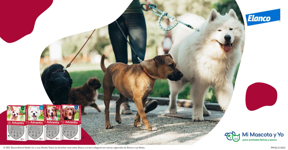 MiMascotaYYo_ES's tweet photo. Estamos seguros que tu perro te alegra todas las mañanas. A cambio, tú dale la protección que se merece.
Las pipetas Advantix eliminan pulgas y garrapatas y se reduce el riesgo de infección por leishmania. ❤️ https://t.co/rXbeLKlXnG
