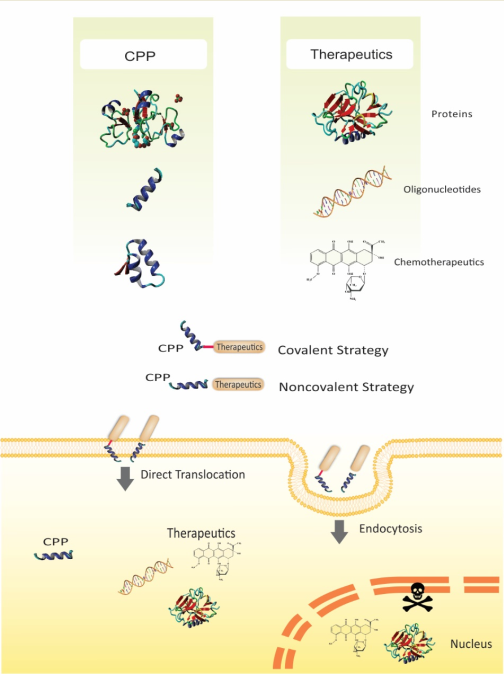 MDPIpharma's tweet photo. #MDPIPharmaceutics📗
Delivery of Various Cargoes into Cancer Cells and Tissues via Cell-Penetrating Peptides: A Review of the Last Decade.
Full paper at: https://t.co/B9yBz5chDP https://t.co/ACGGKzgpFR