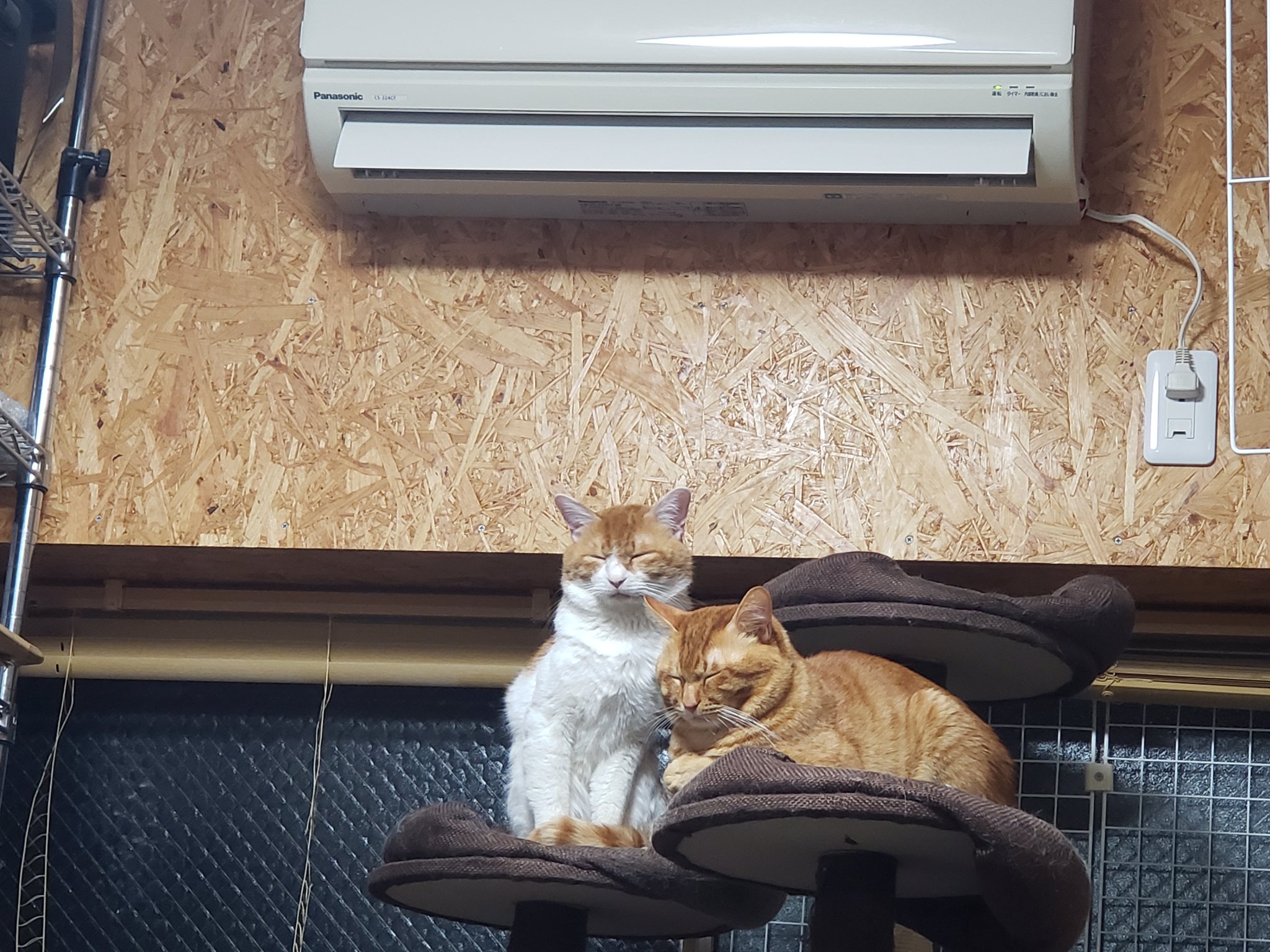 ぶ～やん 猫好き (@Z792uH7jL4vZCot) / X