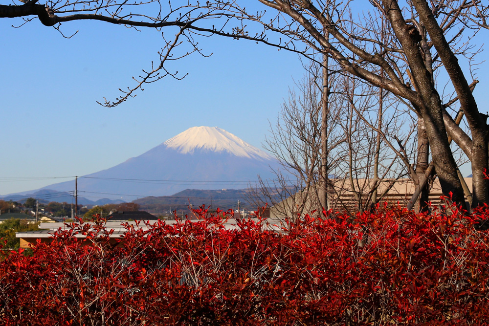 Mount Fuji (November 25, 2021)🗻 撮影日：2021//11/25 撮影地：花菜ガーデン