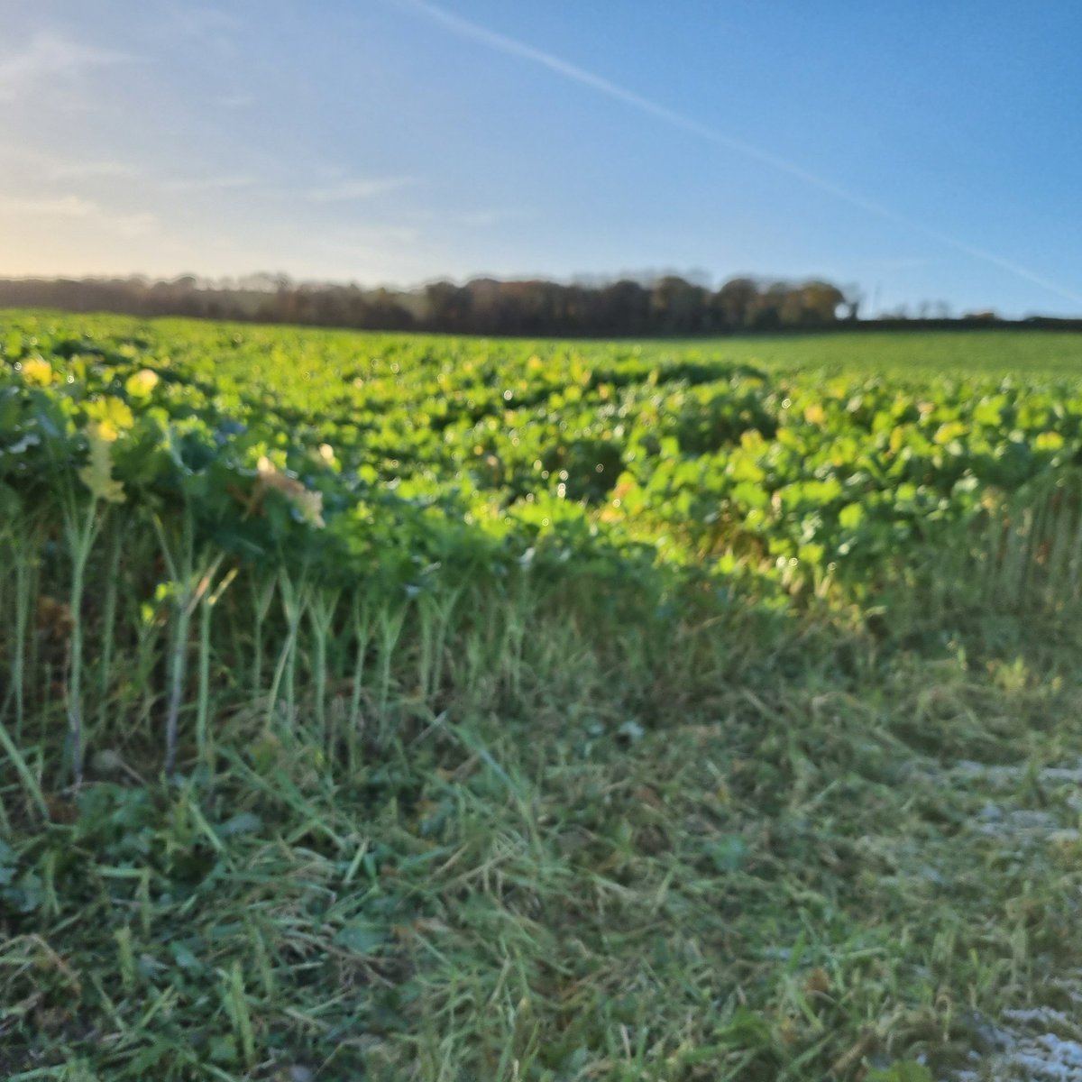 Volunteer barley stealing from a crop of interval forage rape's potential.  Nearly 1 foot in the difference.  Also higher slug damage where the swarth of straw lay <a href="/DLF_IRL/">DLF Seeds IRL</a>