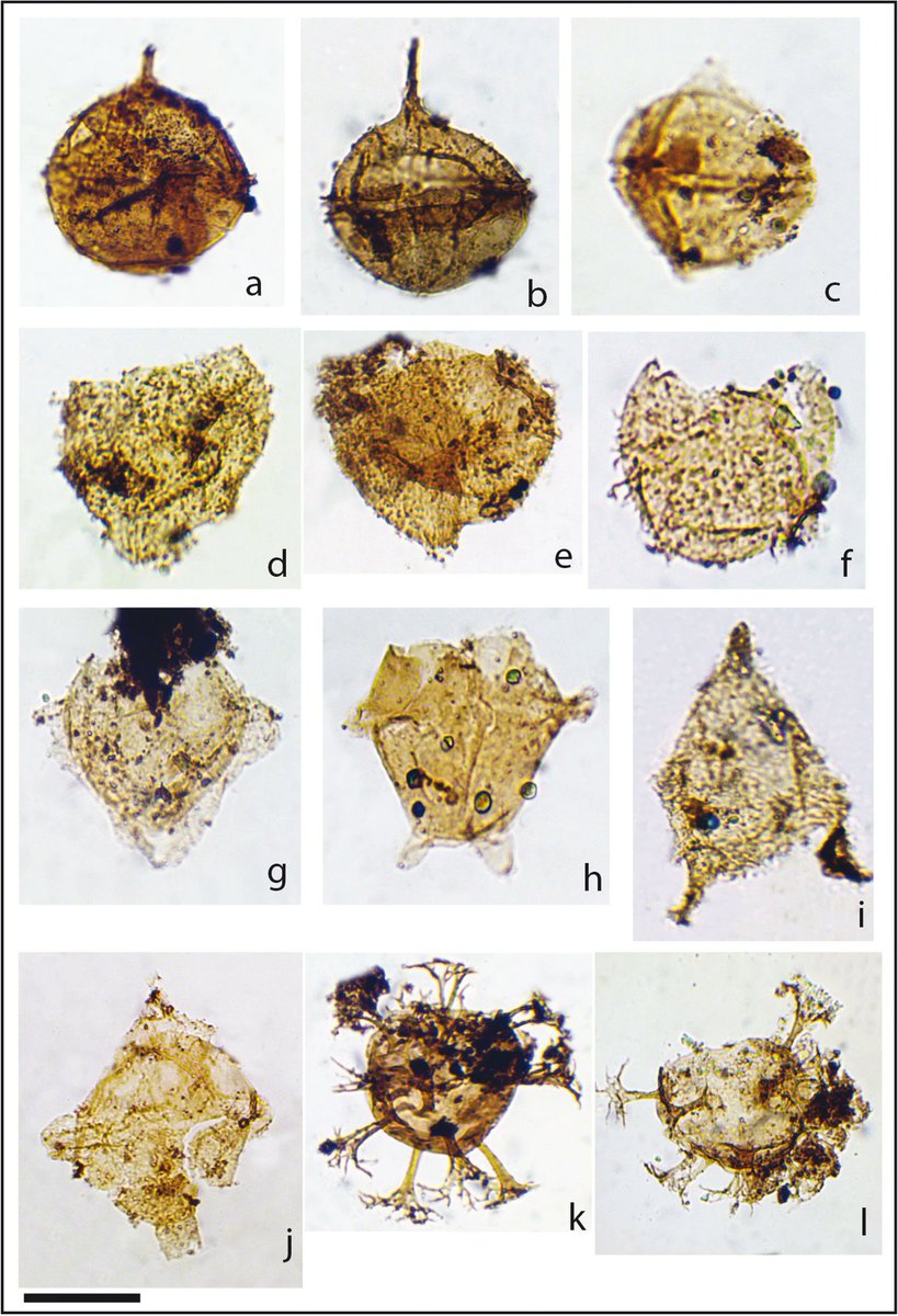 AsiaPaleofloras's tweet photo. #Palynology and #palynofacies of the Middle #Jurassic and Lower #Cretaceous successions of northwest #Egypt
https://t.co/4r47VG7ID5 https://t.co/Uk5lPOJnyZ