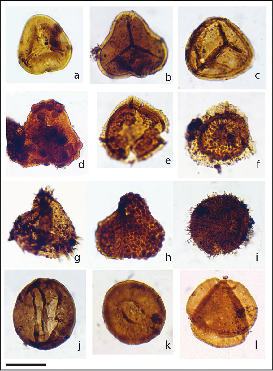 AsiaPaleofloras's tweet photo. #Palynology and #palynofacies of the Middle #Jurassic and Lower #Cretaceous successions of northwest #Egypt
https://t.co/4r47VG7ID5 https://t.co/Uk5lPOJnyZ