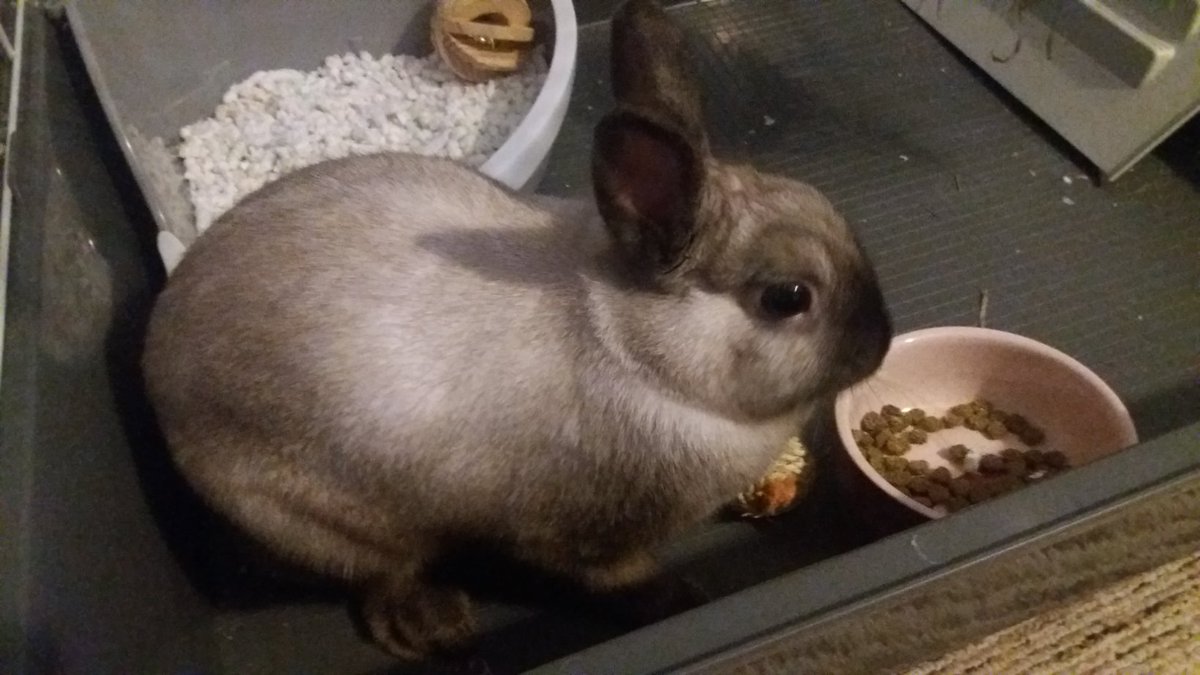 osamoceny's tweet photo. Trochu neplánovaně přibyla nová spolubydlící ❤🐇 https://t.co/FQAouPFgjp
