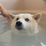 首までお湯に浸かりお風呂を楽しむわんこ。かわいすぎて癒される!