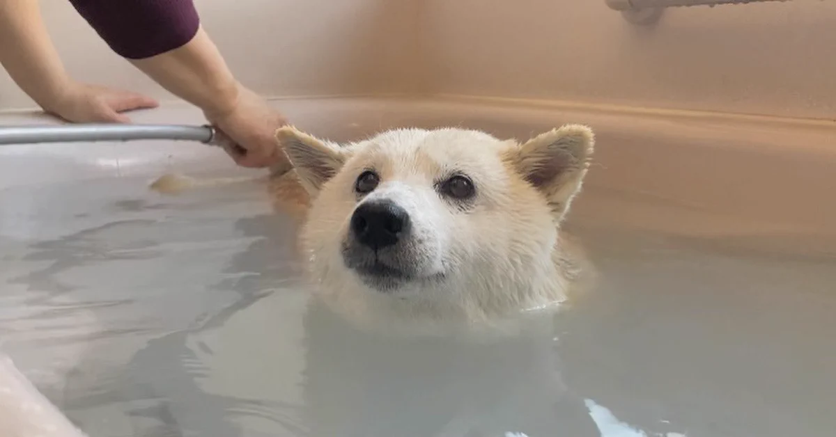 首までお湯に浸かりお風呂を楽しむわんこ。かわいすぎて癒される！