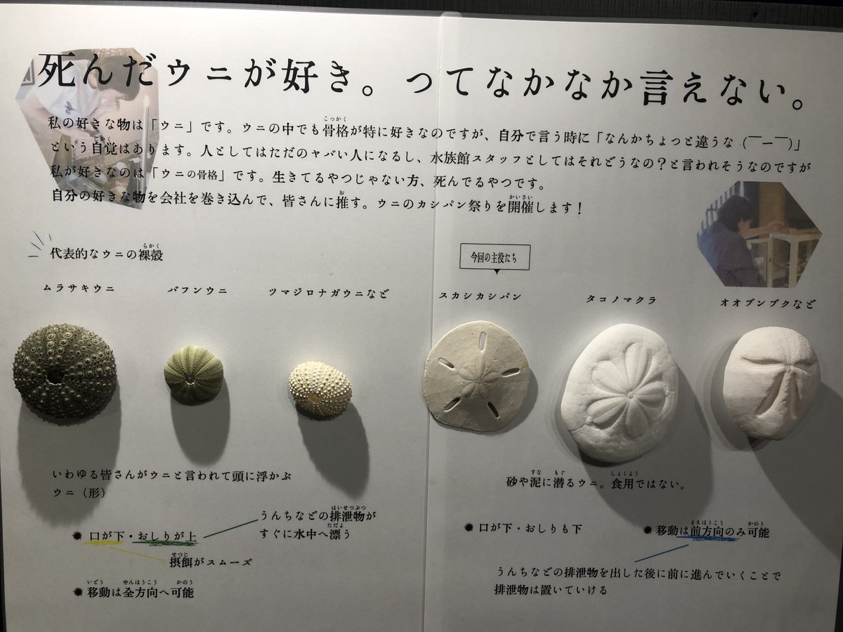 あわしまマリンパーク水族館のめちゃくちゃウニが好きな飼育員さんが超ウニを押しすぎて狂気を感じる ウッニ Togetter