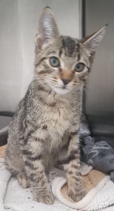PetRecoveryYYC's tweet photo. FOUND dsh black, brown &amp; grey tabby cat (kitten) in #unkownlocation near Trans-Canada Hwy. Now at Alpine 24/7 Pet Hospital 5707 Macleod Trail SW 403-212-4008. Pls rt, share, help to find family. If claiming, must provide proof of ownership and photo ID. https://t.co/iM8g19rhpm