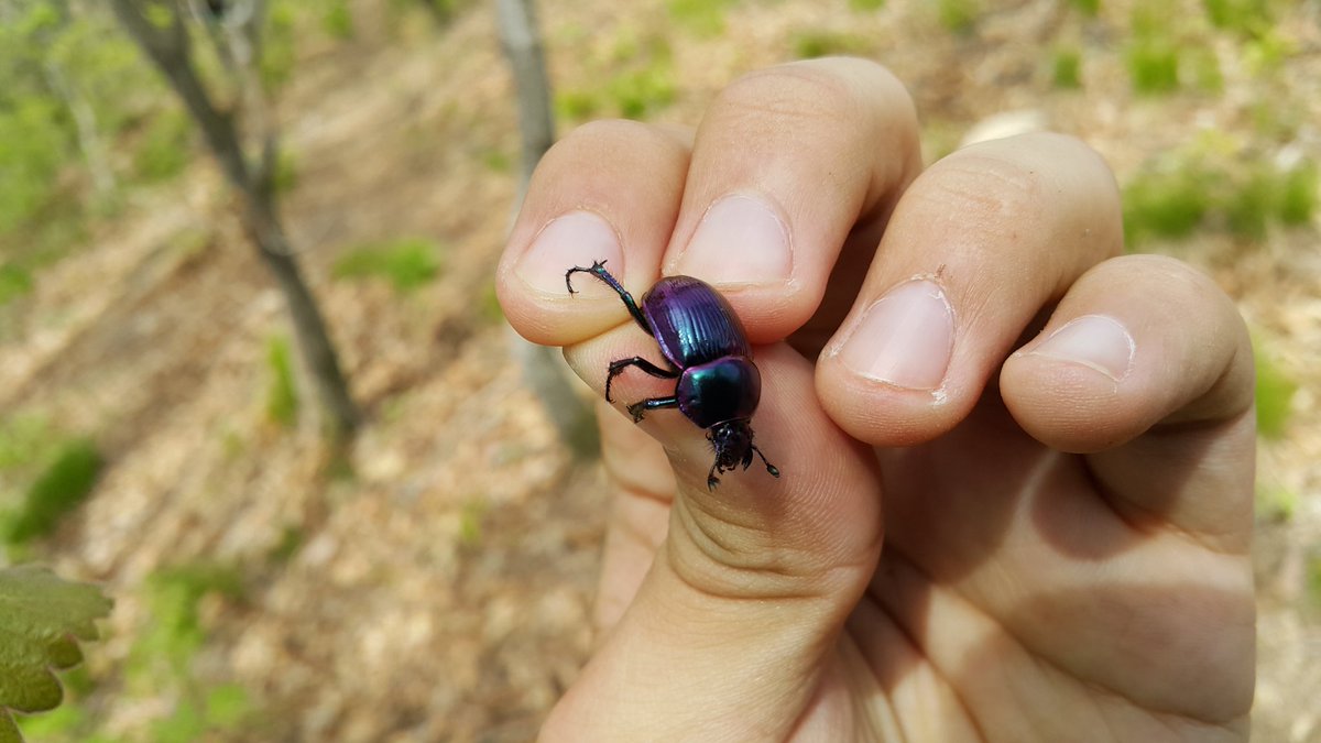 동숲에도 나오는 '보라금풍뎅이'는 지역, 환경에 따라 미묘하게 다른 빛이 나는데 이것을 색깔별로 전부 모아 그라데이션 하는 미치광이 수집가가 가끔 있다.

그게 나야.
유감스럽게도.