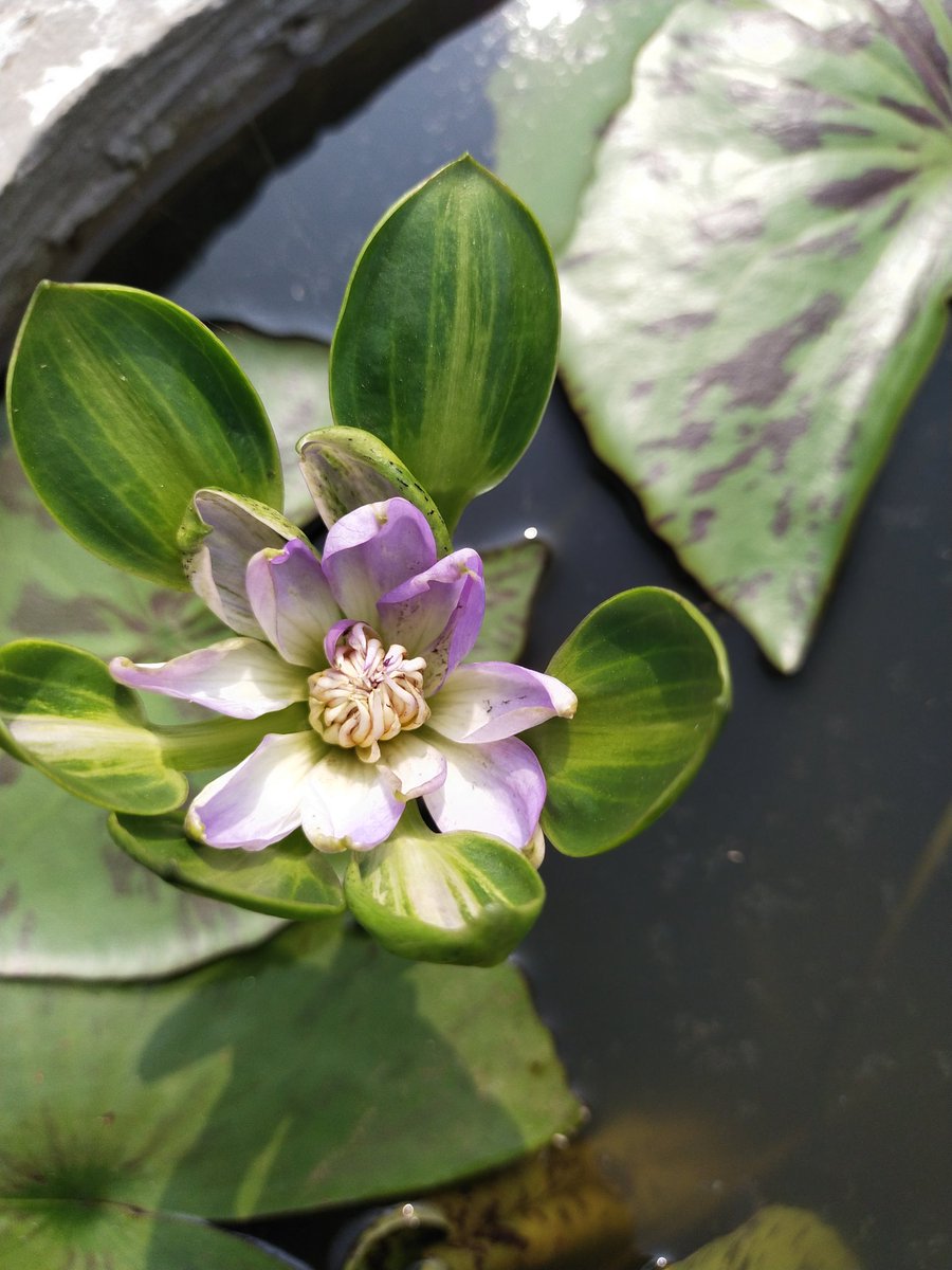 Smruti_Dream's tweet photo. Lovely #waterlilies blooming today. Feel blessings from my guardian. #NaturePhotography #naturelovers #planttwitter #plants #waterplant #peaceofmind #blessings #morningvibes #thursdaymorning https://t.co/6l4Dm6Zy0R