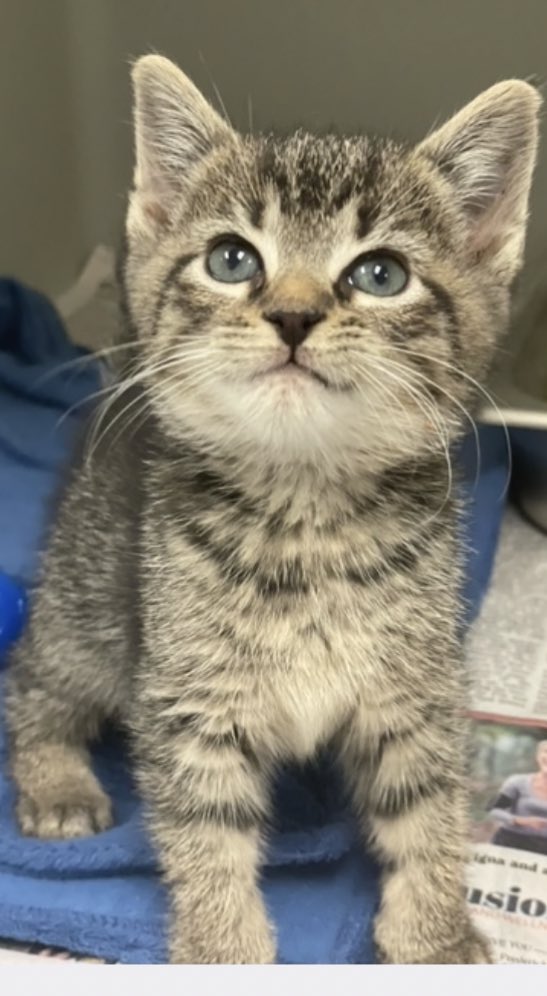 BPDB18's tweet image. Decided to get a cat, then I got 2…officially a cat-loving lesbian🐈🐈‍⬛🏳️‍🌈 #CatsOfTwitter #cats #tuxedocats #kittensoftwitter