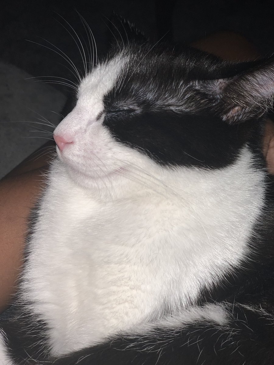 BPDB18's tweet image. Decided to get a cat, then I got 2…officially a cat-loving lesbian🐈🐈‍⬛🏳️‍🌈 #CatsOfTwitter #cats #tuxedocats #kittensoftwitter