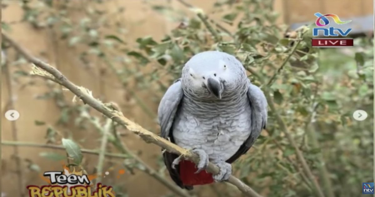 ntvkenya's tweet photo. ICYMI: 5 parrots in the UK ganged up and insulted guests in a wildlife sanctuary | Teen Republik

https://t.co/pnjIFcacQm https://t.co/LsbalOFaje