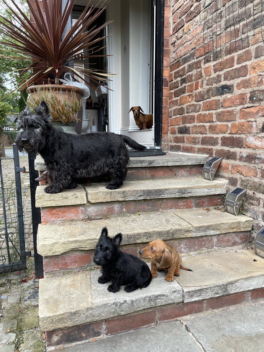 Drop a pic of your pet that looks like an album cover: