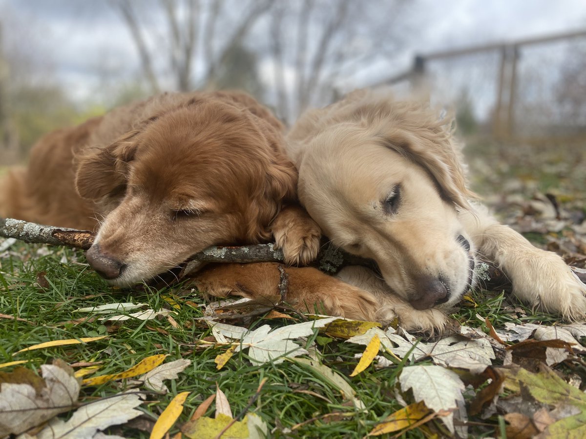 “#HappyThanksgiving2021 #dogsoftwitter !  We’re thankful we’ve got each other to share sticks with!”
—Ernest and Pete
#dogs #grc #dogcelebration #GoldenRetrievers