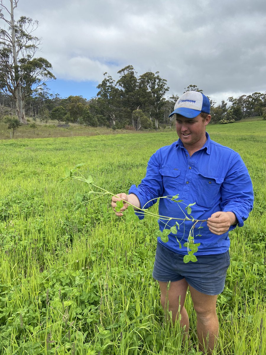 dsquibb2312's tweet photo. Will Fergusson (Grindstone Bay Pastoral) showing off his #Astred red clover in his #Phalaris #Cocksfoot and clover pasture. #stolon growth, pastoral investment. #Nitrogen #Fixation into the future. @TasInAg @RedMeatUpdates @meatlivestock @NutrienSthEast https://t.co/NgWpvaACTz