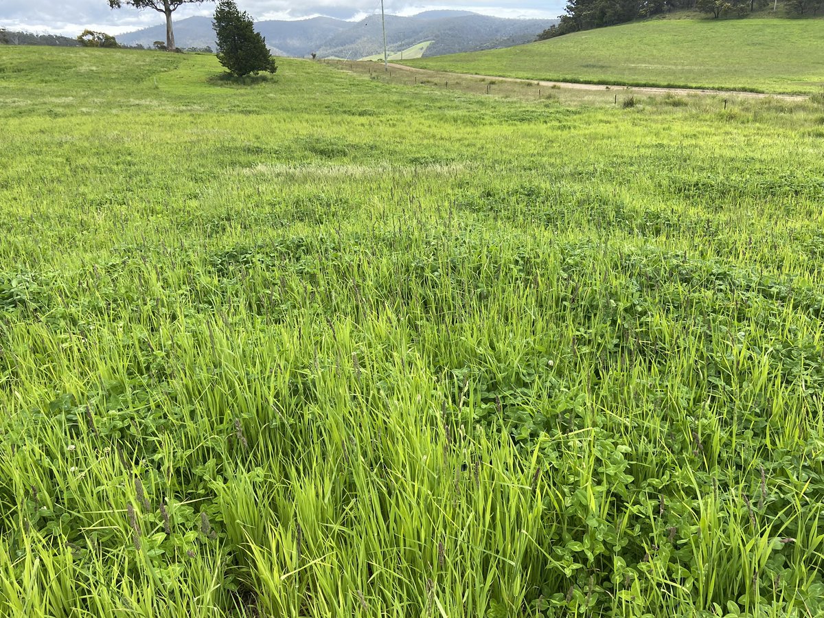 dsquibb2312's tweet photo. Will Fergusson (Grindstone Bay Pastoral) showing off his #Astred red clover in his #Phalaris #Cocksfoot and clover pasture. #stolon growth, pastoral investment. #Nitrogen #Fixation into the future. @TasInAg @RedMeatUpdates @meatlivestock @NutrienSthEast https://t.co/NgWpvaACTz