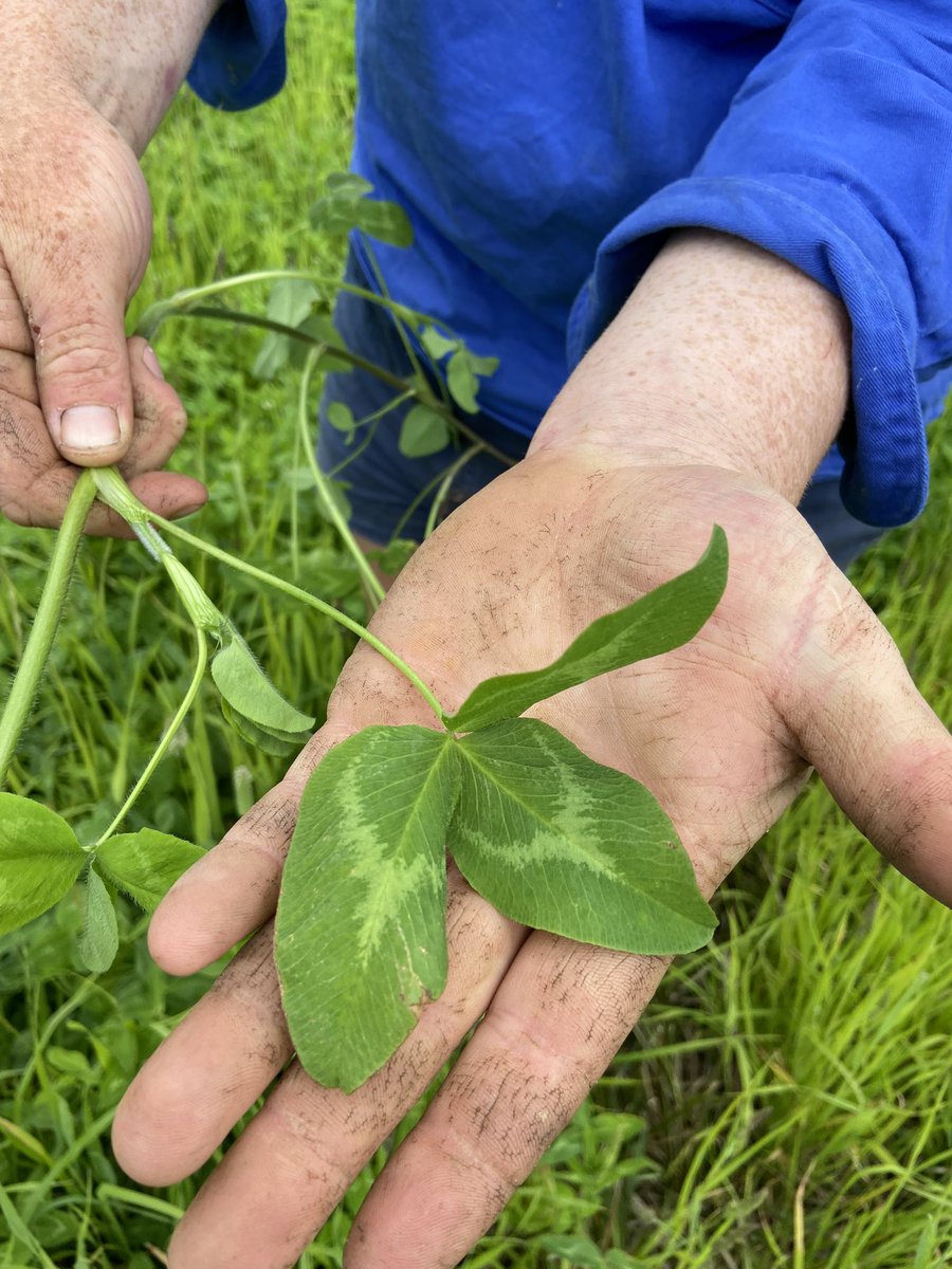 dsquibb2312's tweet photo. Will Fergusson (Grindstone Bay Pastoral) showing off his #Astred red clover in his #Phalaris #Cocksfoot and clover pasture. #stolon growth, pastoral investment. #Nitrogen #Fixation into the future. @TasInAg @RedMeatUpdates @meatlivestock @NutrienSthEast https://t.co/NgWpvaACTz