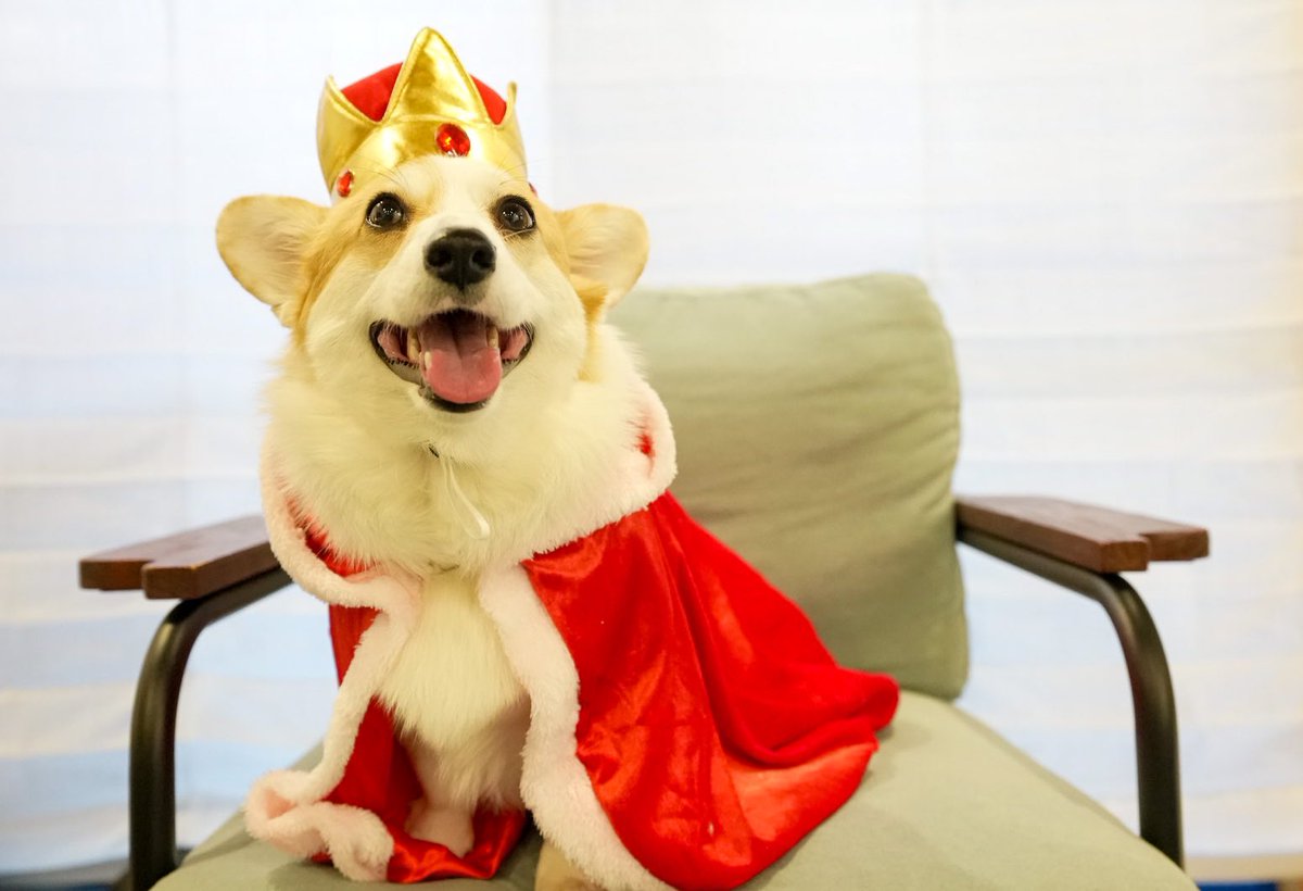 ロイヤルコーギー