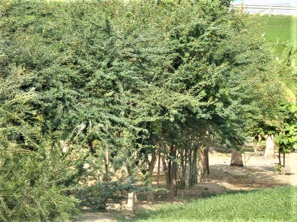 Greenisamissio1's tweet photo. According to a study, 1 ha of forest in Germany stores an average of 6t Co². We lose 50,000 km² of land to the desert/year. A reforestation of this area and if we calculate the factor 3t/ha/year Co² uptake, we would bind 15mio. t Co²/year. We need more trees https://t.co/2lMVqVGU80
