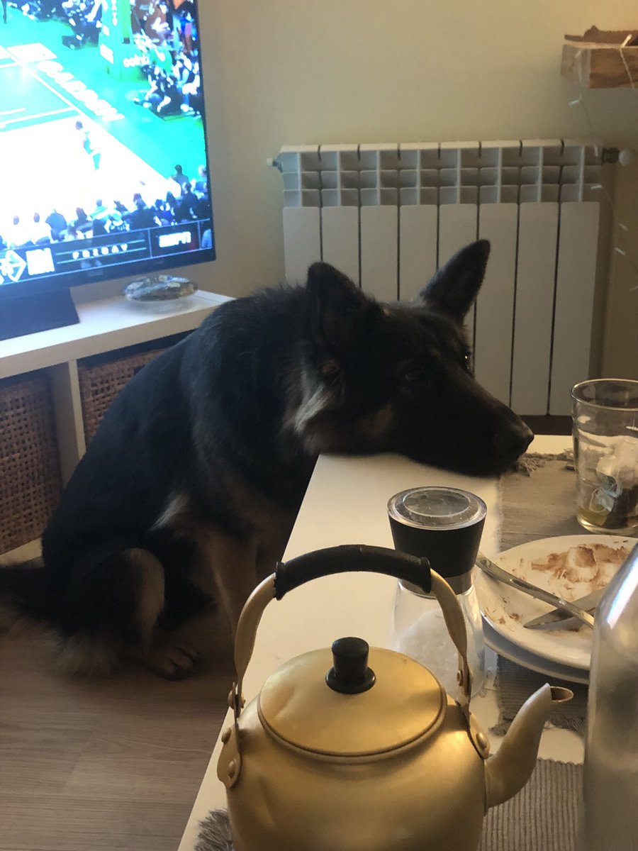 carlalyttle's tweet photo. @dog_rates @JustFoodForDogs @15outof10 Dana is waiting patiently https://t.co/hwgq6fu9BE