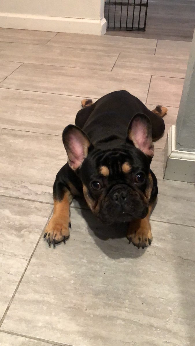 SoFaKing_Reg's tweet photo. What’s better than having 1 frenchie? .. it’s having 2 ! 😅newest addition to the family. Taking a poll for names since we’re stuck between a few. https://t.co/kg86JlF9Pi